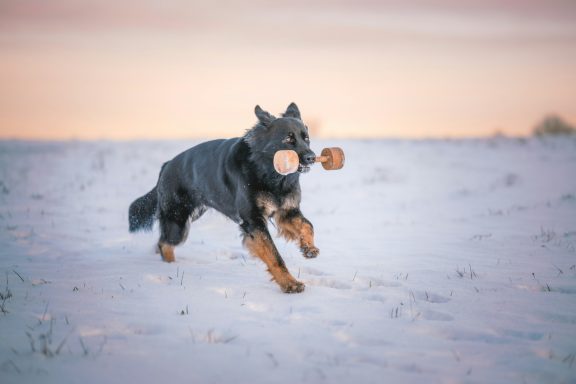 Daria Pearl vom Glückshof